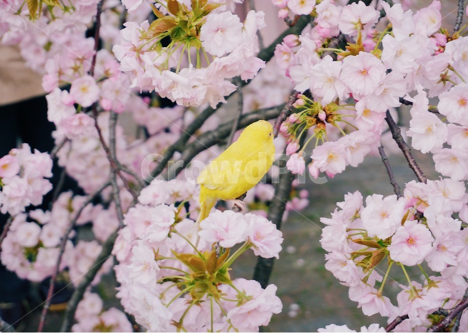 봄,벚꽃,체리블라썸,사쿠라,감성사진,spring,flower,nature,season,꽃핑크,봄꽃,cherryblossomes,자연,벚꽃나무,식물,계절,핑크,벚나무,개화,새,봄,계절,spring,season,식물,자연,plants,nature,꽃,flower,동물,animal,조류,새,birds,감성,sensible,feeling,plant,cherry blossom,blossom