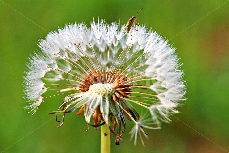 봄,계절,홀씨,민들레,종자,식물,자연,plants,nature,동물,animal,곤충,벌레,insect,bug