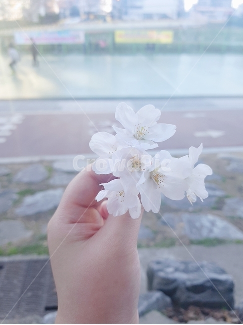 벚꽃,봄,벚꽃놀이,손,3월,봄,계절,spring,season,꽃,flower,plant,식물,blossom