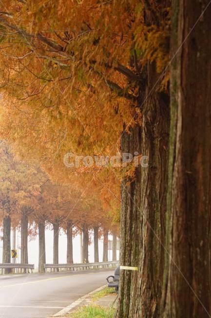 가을,메타세콰이어길,단풍,자연,나무,식물,오렌지색,길,가로수,안개,nature,autumn,fall,trees,자연풍경,한국자연풍경,orangecolor,감성,emotion,plant,maple,가을,계절,fall,autumn,season,식물,자연,plants,nature,나무,trees,wood,tree,tree trunk,나무 줄기