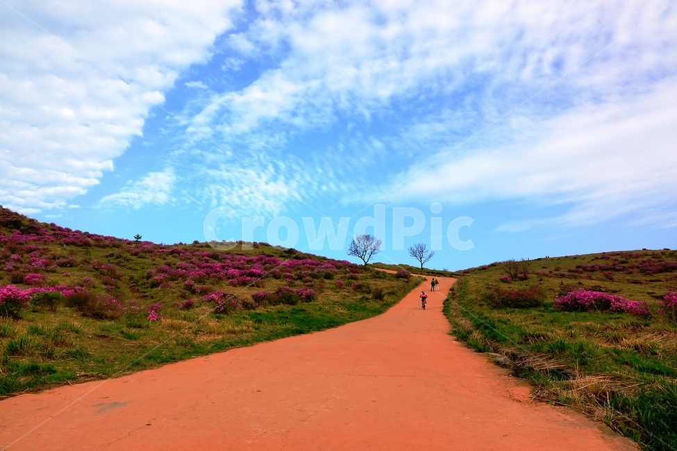 황매산,철쭉,봄,꽃동산,합천,봄,계절,spring,season,자연,풍경,nature,landscape,outdoors,옥외,grassland,목초지,field,들