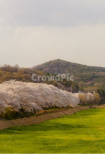 꽃,나무,산,하늘,벚꽃,벚꽃나무,flower,cherryblossom,봄,계절,spring,season,자연,풍경,nature,landscape,plant,식물