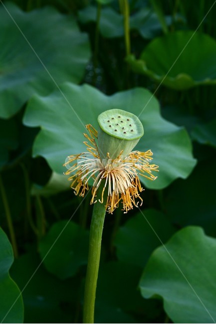 연꽃,연꽃씨,연자,연자방,연자육,수련과,수생식물,식물,자연,plants,nature,꽃,flower