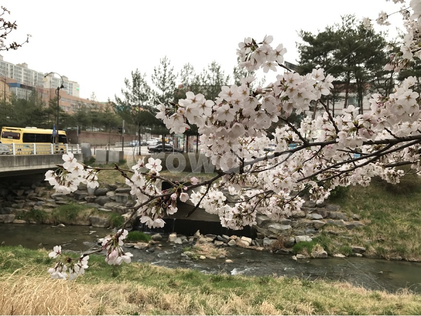 벚꽃,봄,풍경,자연,꽃,봄,계절,spring,season,식물,자연,plants,nature,꽃,flower,plant,blossom