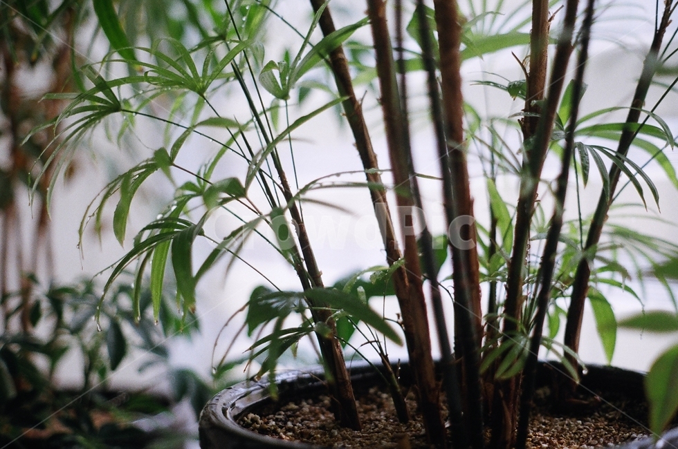 생명,화분,금산죽,새싹,식물,식물,자연,plants,nature