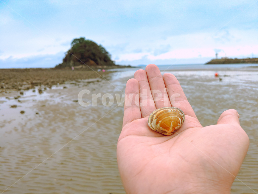 바다,손,조개,하늘,안면도,서해,갯벌,person,human,sea