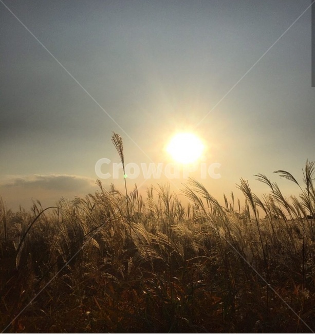 갈대,갈대밭,공원,하늘,분위기,가을,계절,fall,autumn,season,자연,풍경,nature,landscape,flare,플레어,light,빛,grass,잔디,plant,식물,sunlight,햇빛