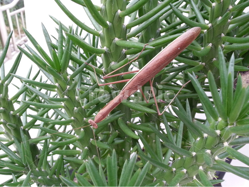 사마귀,선인장,녹색,가시,화분,가을,식물,동물,animal,곤충,벌레,insect,bug