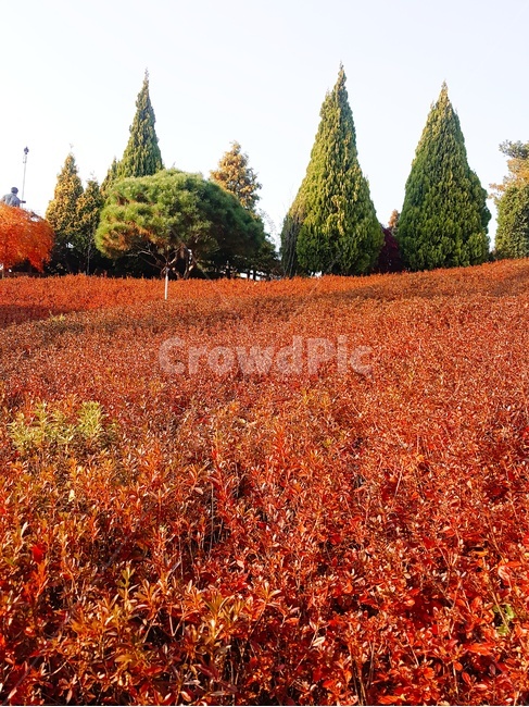 낙엽,가을,나뭇잎,단풍,나무,가을,계절,fall,autumn,season,자연,풍경,nature,landscape,tree,plant,식물,fir,전나무,leaf,잎