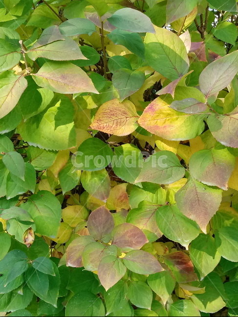 가을,단풍,낙엽,maple,plant,식물,단풍나무,단풍잎,leaf,잎,tree,나무,계절,fallautumnseason,가을단풍,자연,풍경,경치,가을,계절,fall,autumn,season,식물,자연,plants,nature,나무,trees,wood