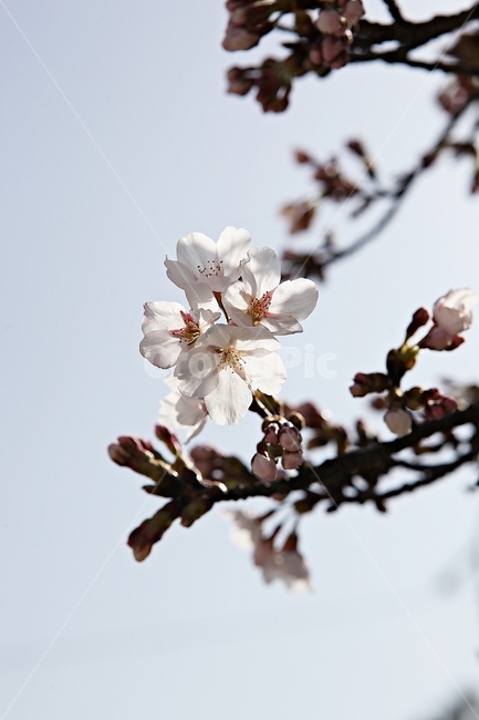 벗꽃,벗나무,꽃,봄꽃,벗꽃잎,꽃잎,식물,자연,공원,식물,자연,plants,nature,꽃,flower