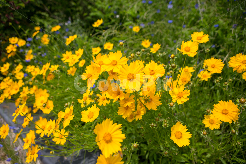 식물,꽃,노란꽃,힐링,노랑,plants,nature,flower,풀,자연,감성,식물,자연,plants,nature,꽃,flower