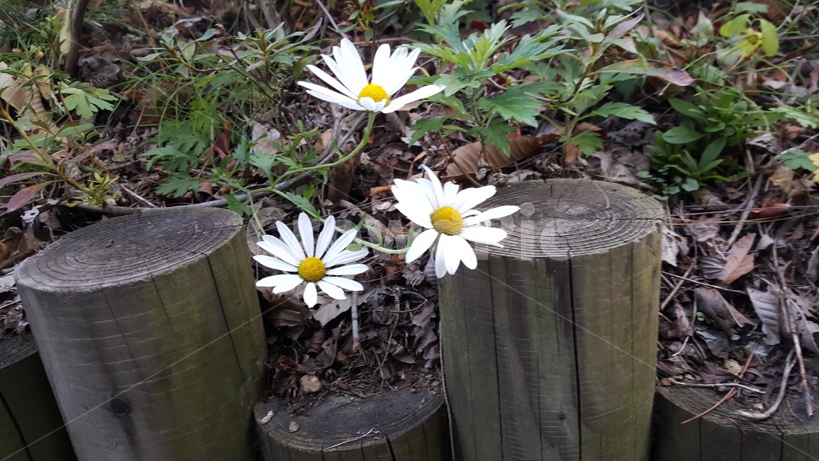 flower,꽃,들꽃,흰꽃,하얀꽃,plant,식물,식물,자연,plants,nature,꽃,flower