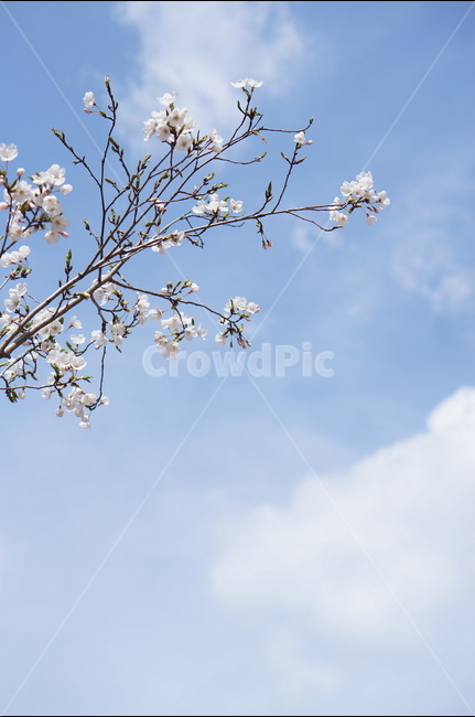 벚꽃,파랑,하늘,구름,풍경,봄,계절,spring,season,식물,자연,plants,nature,꽃,flower,plant,blossom
