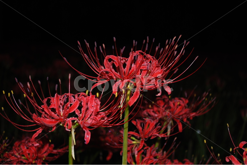 영광,불갑사,꽃무릇,축제,상상화,식물,자연,plants,nature,꽃,flower