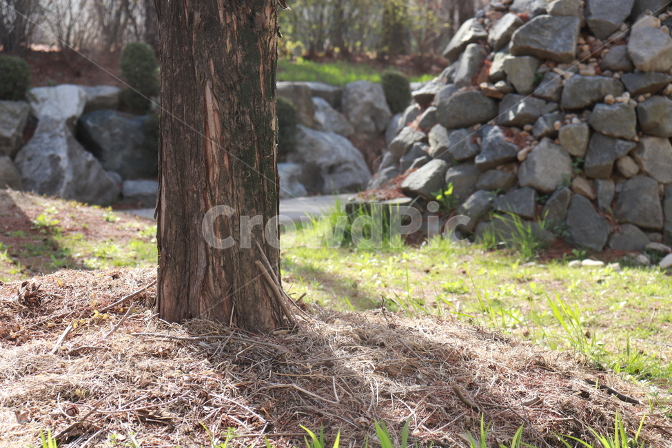 나무,우드,자연,배경,돌탑,식물,자연,plants,nature,나무,trees,wood