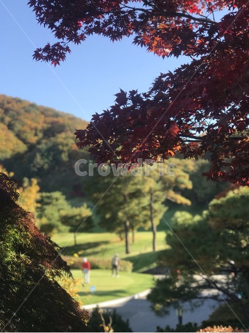 단풍,골프,자연,숲속골프,여유,가을하늘,가을,계절,fall,autumn,season,leaf,잎,plant,식물,tree,나무