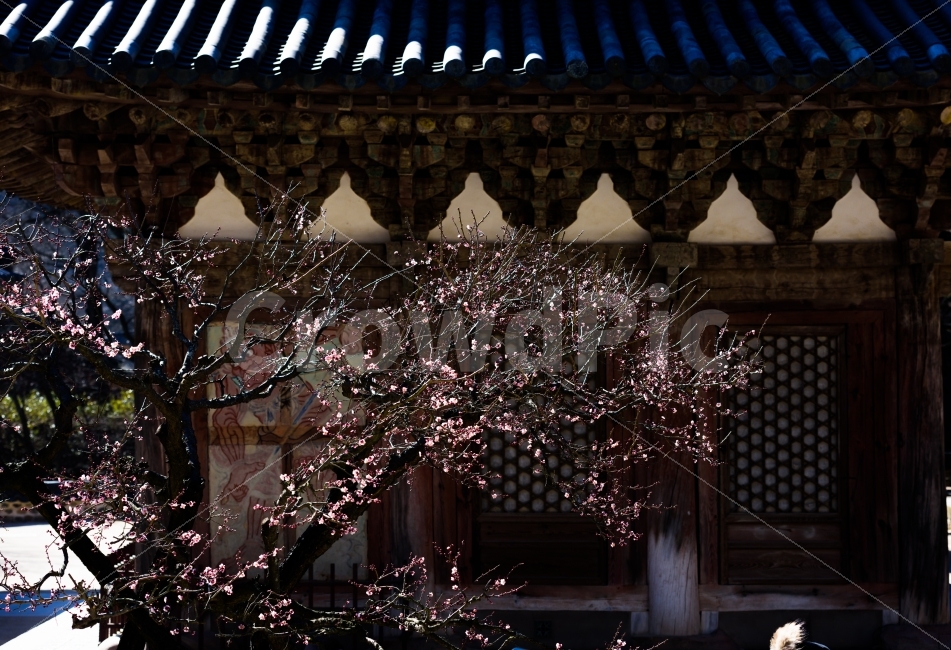 감성,풍경,홍매화,매화,사찰,봄,계절,spring,season,한국전통,한국문화,korean traditional,korean culture,종교,신앙,religion,belief,faith