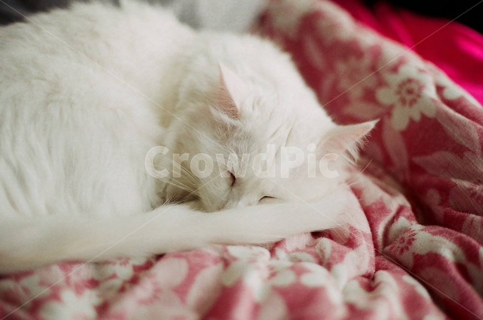 고양이,cat,반려묘,낮잠,잠,이불,필름사진,동물,animal,filmcamera,kitty,nap,sleep,동물,animal,포유류,mammal,고양이,cat,kitten,kitty