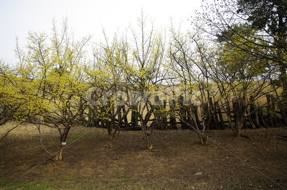 나무,식물,plant,자연,nature,봄,spring,계절,꽃,flower,산수유,봄,계절,spring,season,자연,풍경,nature,landscape,tree