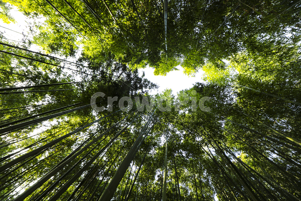 대나무,울산,숲,공원,태화강변,식물,자연,plants,nature,나무,trees,wood