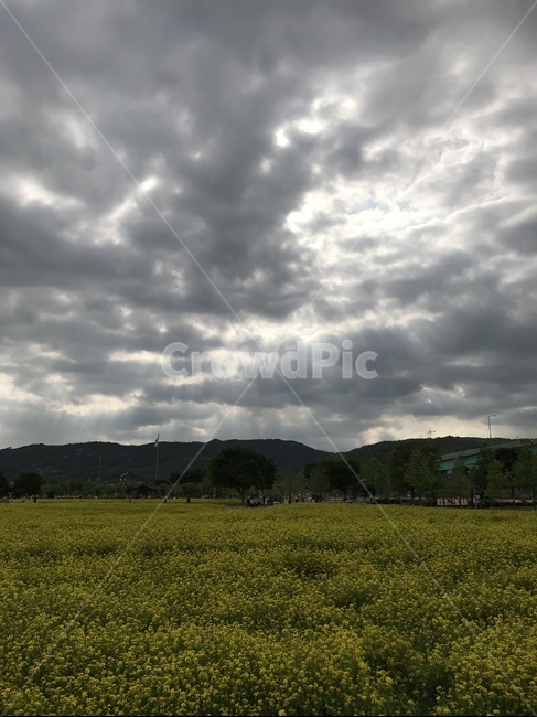 유채꽃,자연,봄,꽃,구름,봄,계절,spring,season,자연,풍경,nature,landscape,grassland,목초지,outdoors,옥외,field,들,farm,농장,rural,농촌