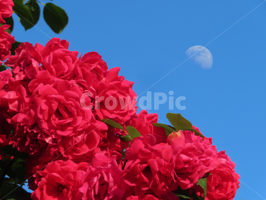 장미,장미꽃,달,아름다움,자연,식물,화려함,아침,roses,moon,beauty,nature,plants,flowers,morning