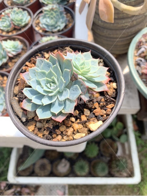 다육,식물,흙,화분,장식