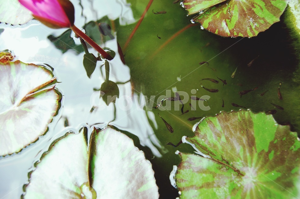연꽃,올챙이,연못,plant,식물,flower,꽃,blossom,잎,leaf