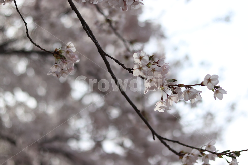 봄,벚꽃,꽃,나무,감성,봄,계절,spring,season,식물,자연,plants,nature,꽃,flower,나무,trees,wood,plant,blossom,cherry blossom