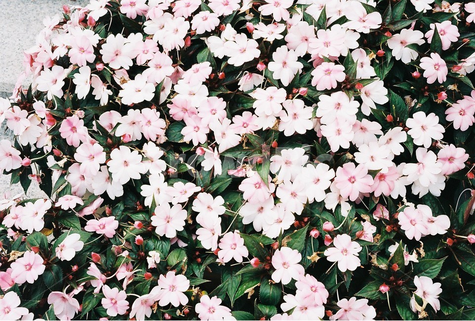 꽃,필름,필름사진,식물,아름다운,식물,자연,plants,nature,꽃,flower