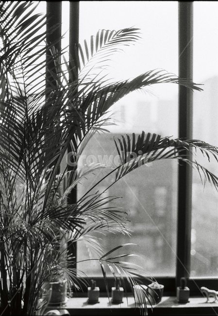 흑백,카페,빛,일상,여유로움,강성,필름사진,식물,자연,plants,nature,실내용화초,화분,화초,house plant,감성,sensible,feeling,흑백,모노톤,monochrome,black and white,인테리어,실내디자인,interior design