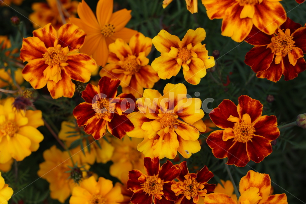 plant,식물,꽃,flower,자연,주황,가을꽃,식물,자연,plants,nature,꽃,flower