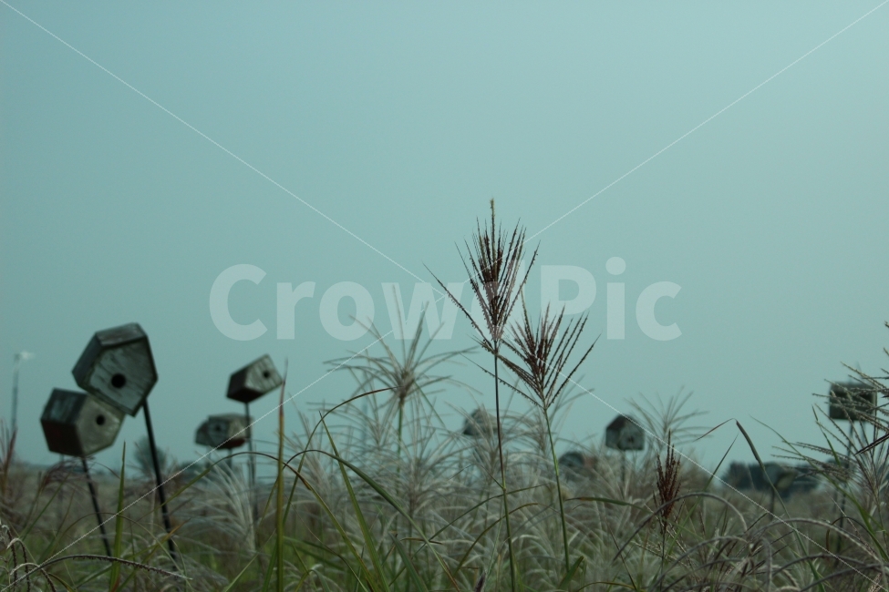 공원,자연,휴식,힐링,하늘공원,하늘,갈대,식물,자연,plants,nature