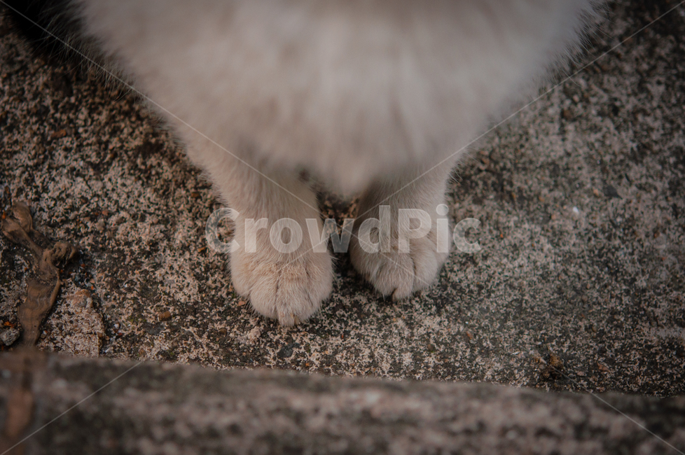귀여운,수염,털,야생,배경,포유류,고양이,동물,애완동물,cute,beard,fur,wild,background,mammals,cats,animals,pets,발,동물,animal,포유류,mammal,고양이,cat,kitten,kitty