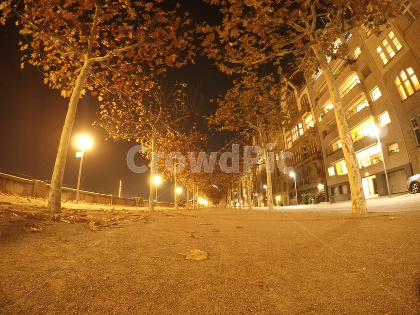 뒤셀도르프,도시,dusseldorf,야경,가로수,야경,밤,풍경,nightscape,night,landscape