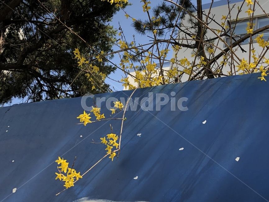 개나리,봄,노랑,감성사진,꽃,flower,봄,계절,spring,season,식물,자연,plants,nature,꽃,flower