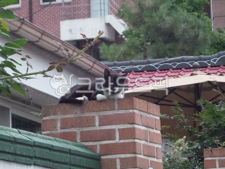 cat on the fence,cat,brick,fence,main door
