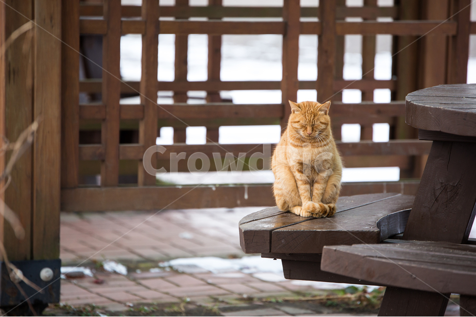 고양이,동물,나무,wood,갈색,동물,animal,포유류,mammal,고양이,cat,kitten,kitty