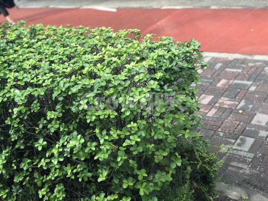 plant,식물,bush,부시,vegetation,초목,길가,road,길,도로