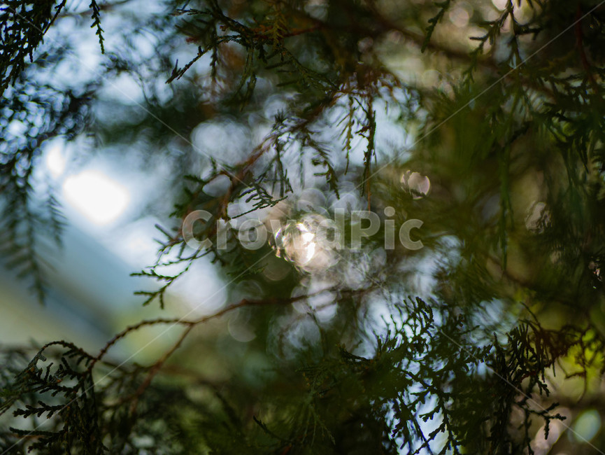 보케,숲,나무,잎,감성,식물,자연,plants,nature