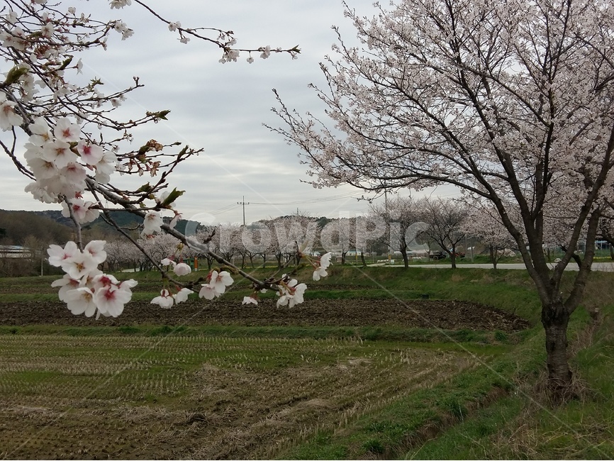 벚꽃길,봄,풍경,흐림,벚꽃,봄,계절,spring,season,자연,풍경,nature,landscape,한국자연풍경,한국자연경관,korea nature landscape,식물,plants,꽃,flower,나무,trees,wood,plant,blossom
