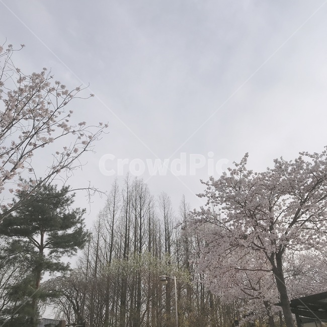 하늘,나무,조화,봄,하늘과나무,핑크빛
