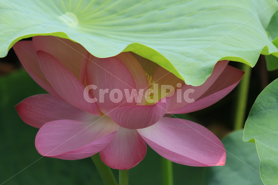연꽃,연,자연,분홍색,식물,감성,연잎,식물,자연,plants,nature,꽃,flower