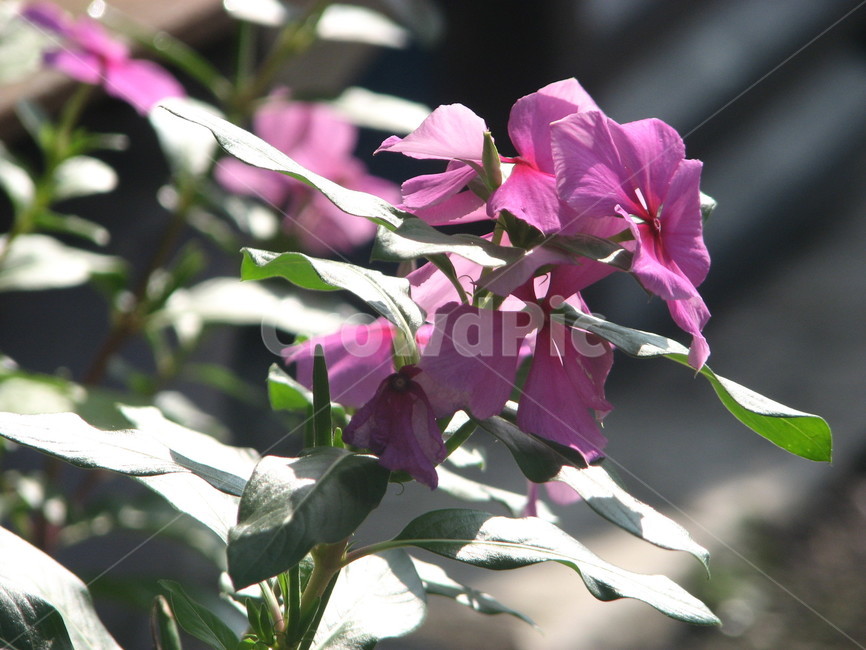 식물,제라늄,꽃,plant,blossom