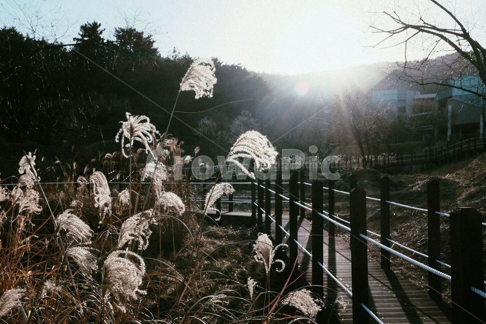 역광,갈대,바람,늦가을,감성,reed,sensitivity,가을,계절,fall,autumn,season,자연,풍경,nature,landscape,plant,식물,grass,잔디