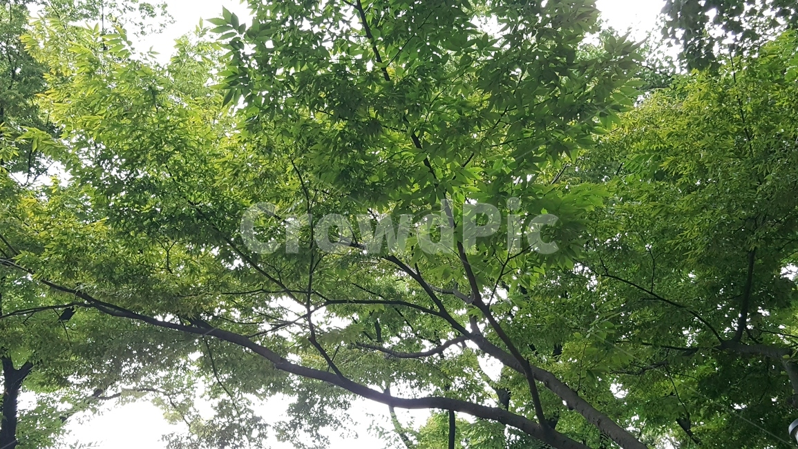 식물,tree,나무,나무줄기,자연,나무,trees,wood