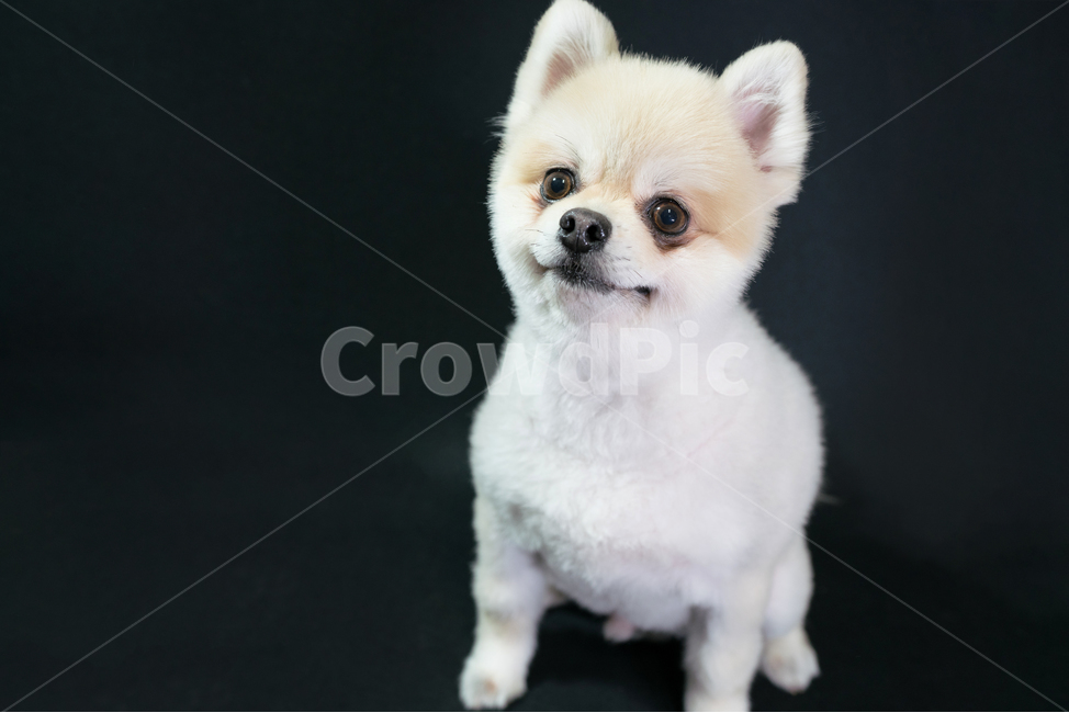 강아지,동물,반려견,애완동물,개,포메,포메라니안,반려동물,애완견,털,곱슬,베이지,아이보리,검정,검정색,귀여운,사랑스러운,dog,puppy,pomeranian,fur,curly,beige,ivory,black,white,cute,lovely,adorable,작은,small,동물,animal,포유류,mammal,개,강아지,dog,doggy,누끼,remove background