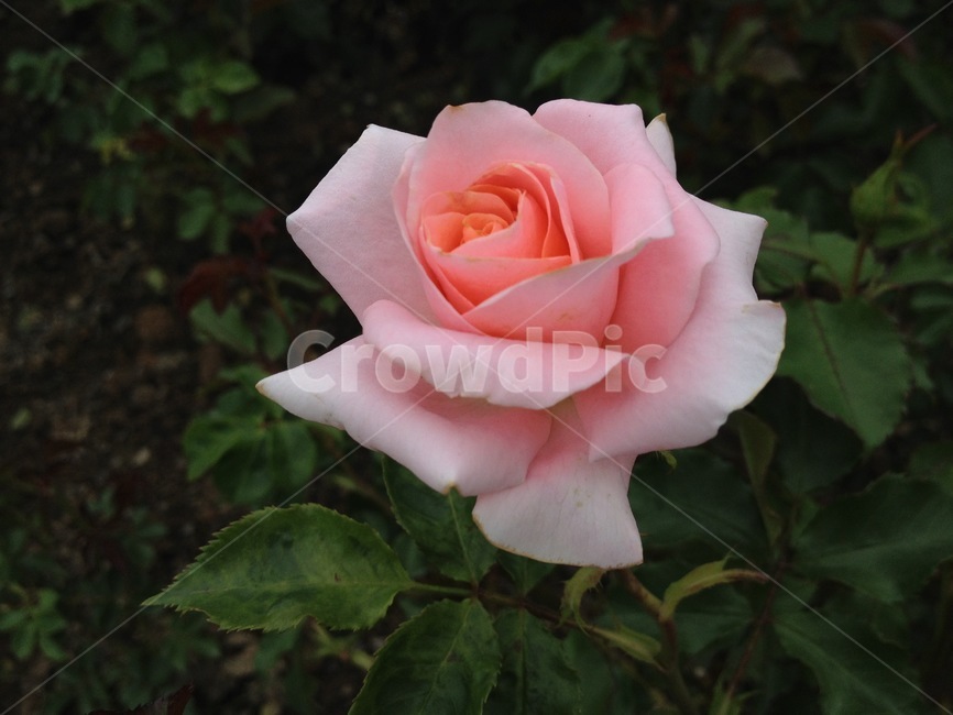 장미,꽃,분홍장미,꽃송이,큰장미,flower,rose,pinkrose
