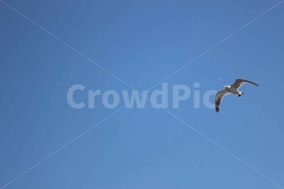 풍경사진,동물사진,갈매기,동물,조류,바다,새,동물,animal,조류,새,birds
